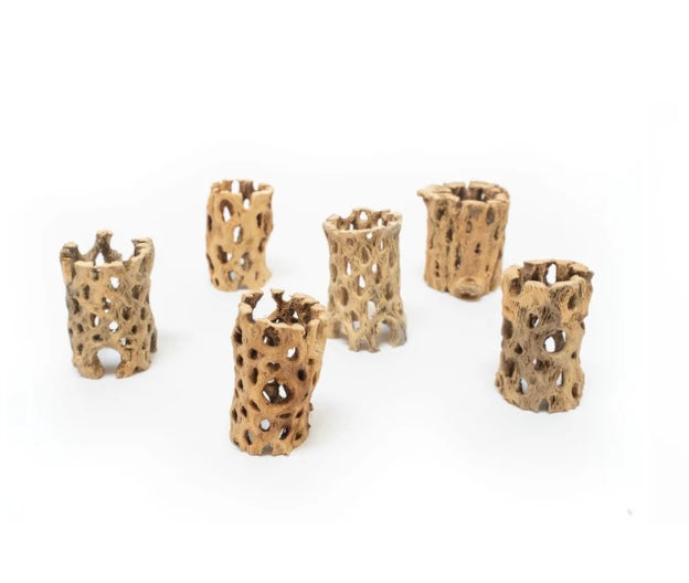 One Large Tillandsia Ionantha Rubra w/Cholla wood stand