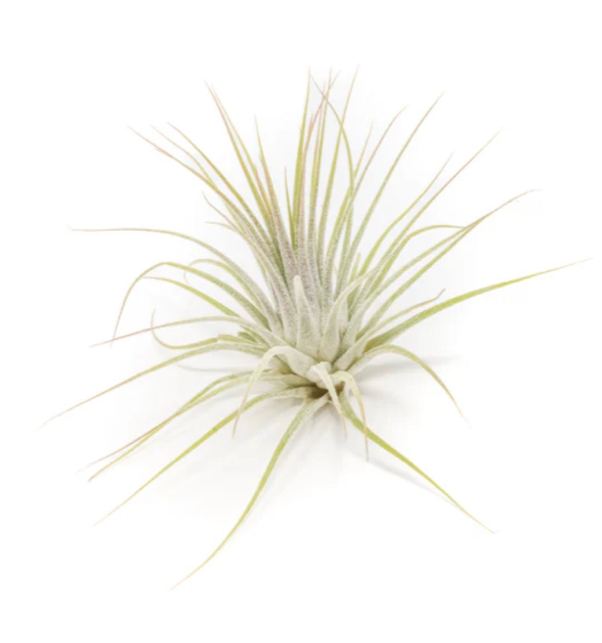 One Tillandsia Ionantha Guatemala w/Cholla wood stand