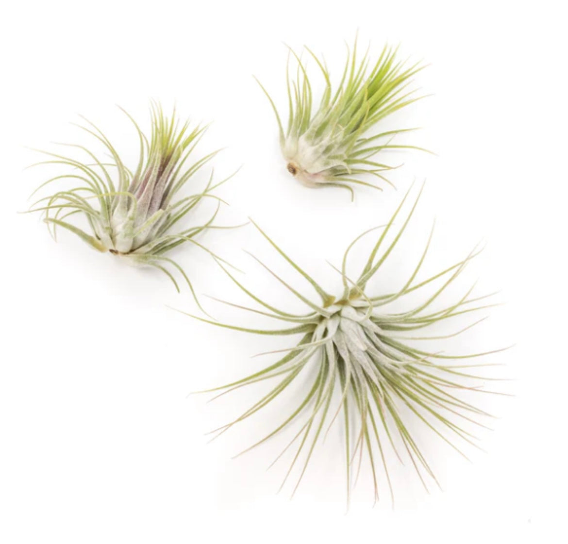 One Tillandsia Ionantha Guatemala w/Cholla wood stand