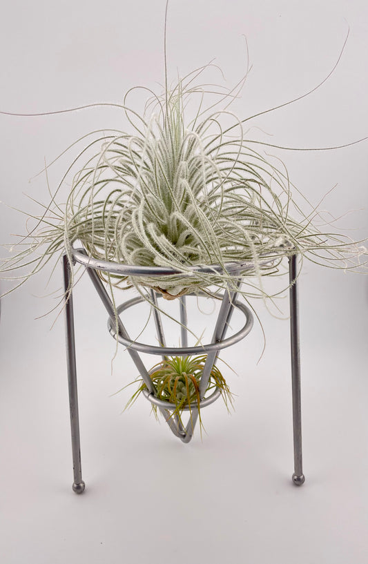 Large Tillandsia & Ionantha display in chrome metal holder