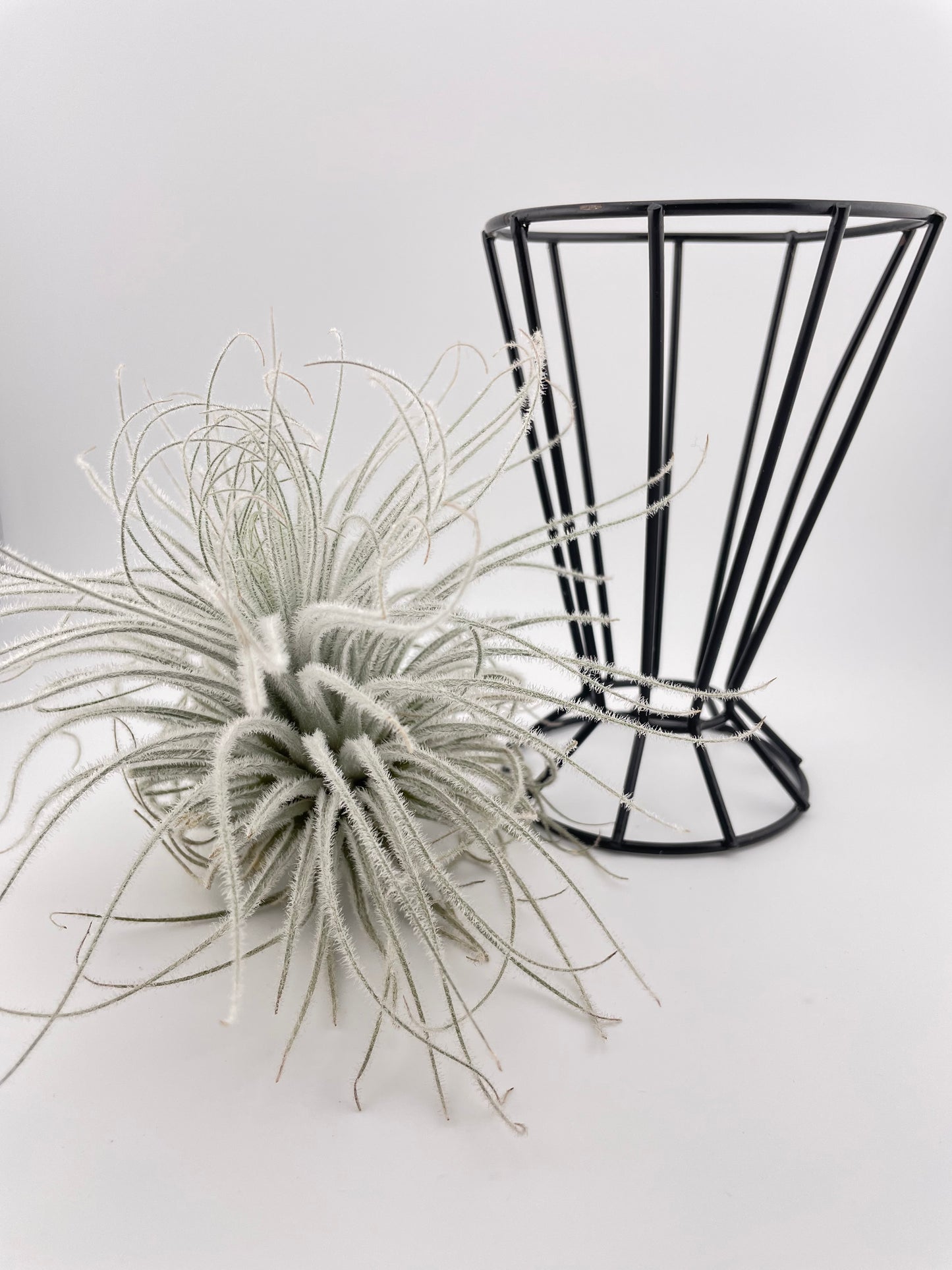 XL Tillandsia Tectorum Ecuador with black metal holder