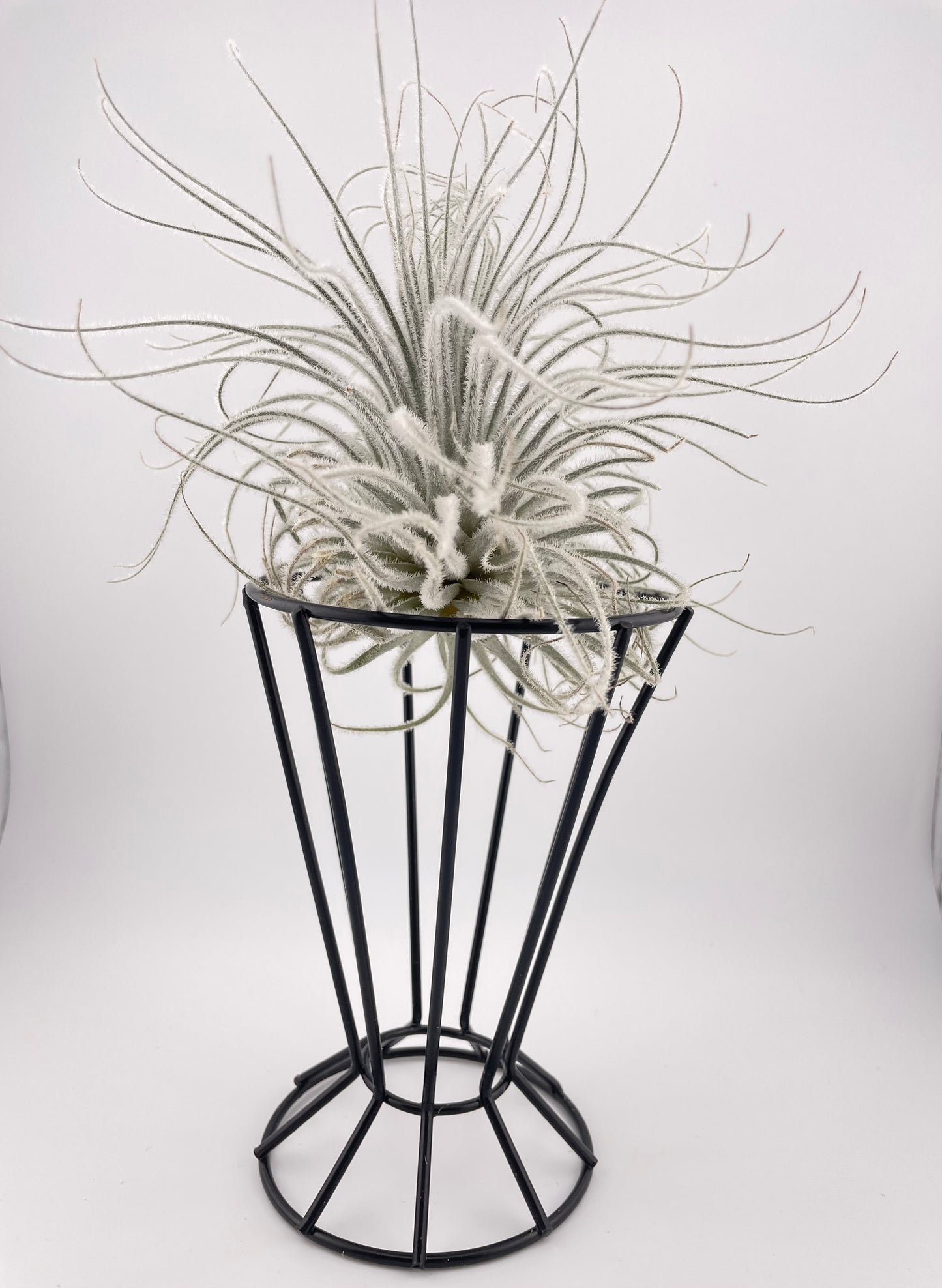 XL Tillandsia Tectorum Ecuador with black metal holder
