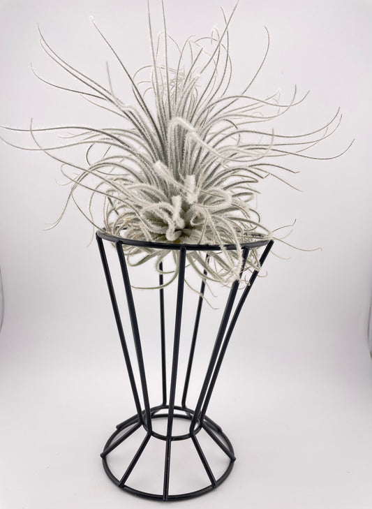 XL Tillandsia Tectorum Ecuador with black metal holder