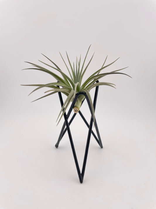 Tillandsia Aeranthos with black metal holder