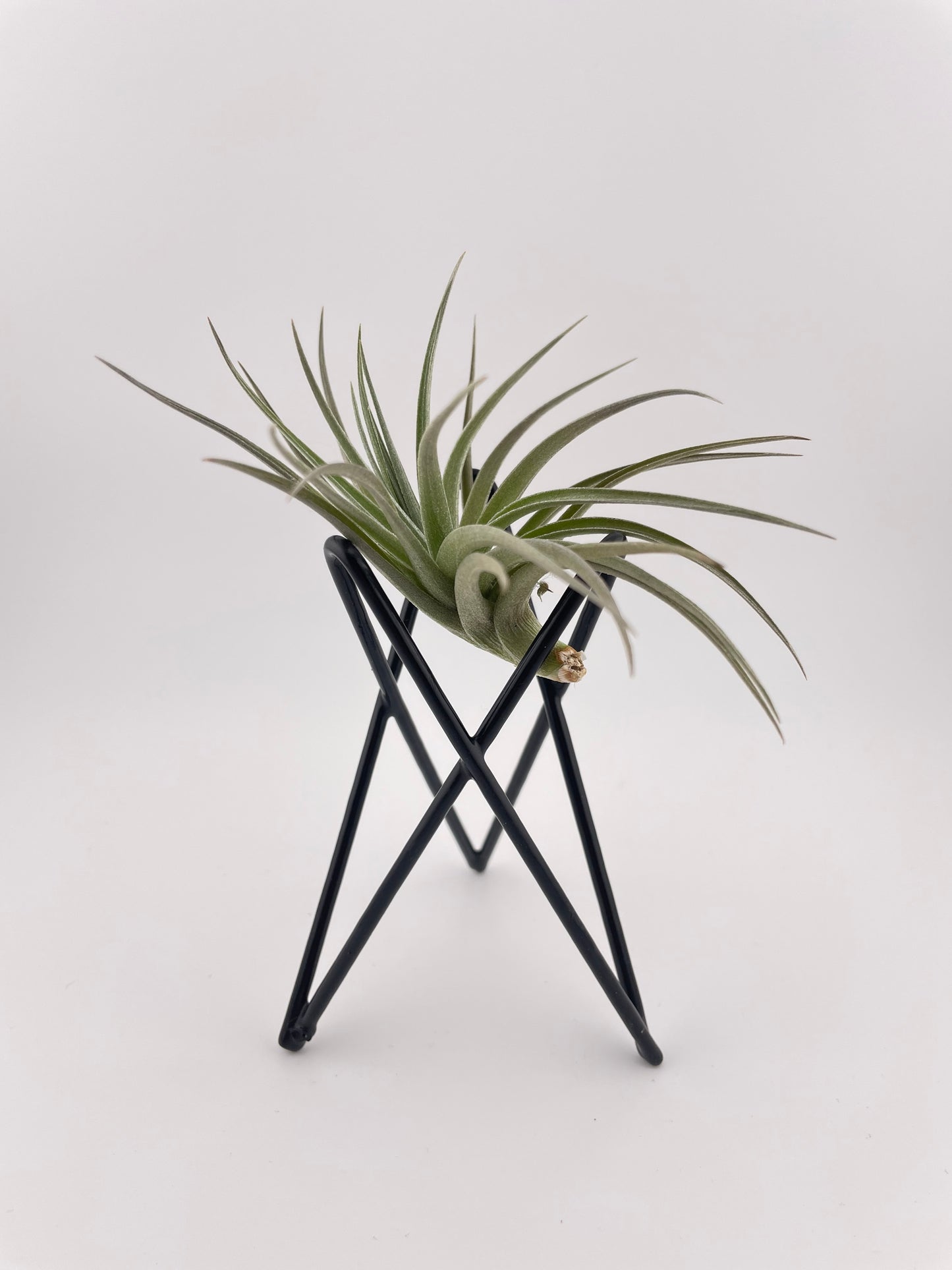 Tillandsia Aeranthos with black metal holder