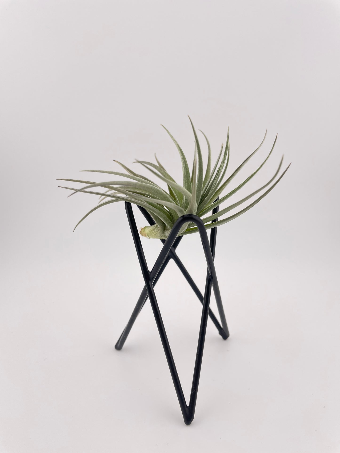 Tillandsia Aeranthos with black metal holder