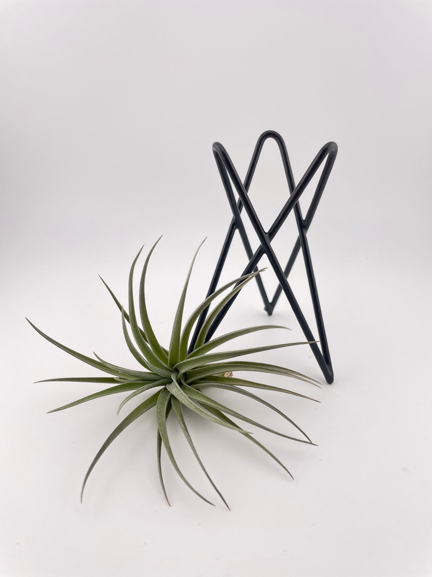 Tillandsia Aeranthos with black metal holder