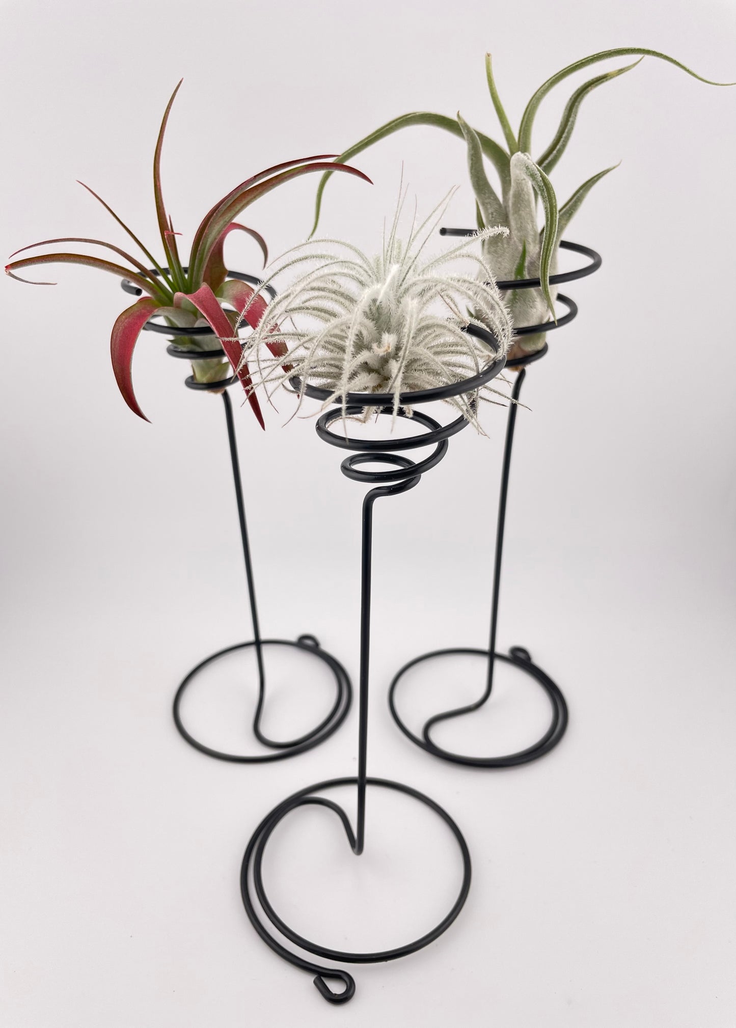 3 Tillandsia with black metal holders