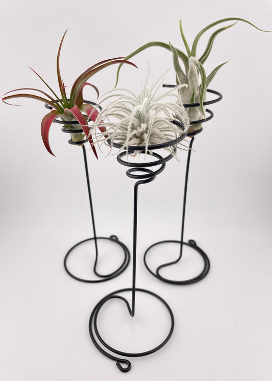 3 Tillandsia with black metal holders