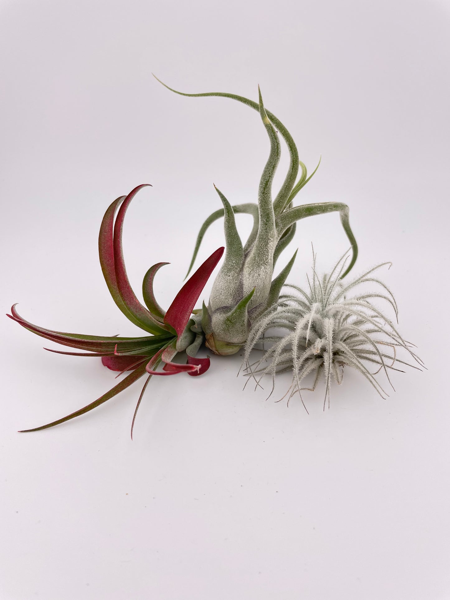 3 Tillandsia with black metal holders