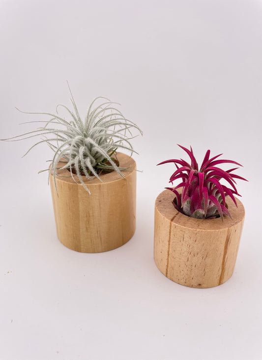 2 Tillandsia Air plants w/wooden holders #W3