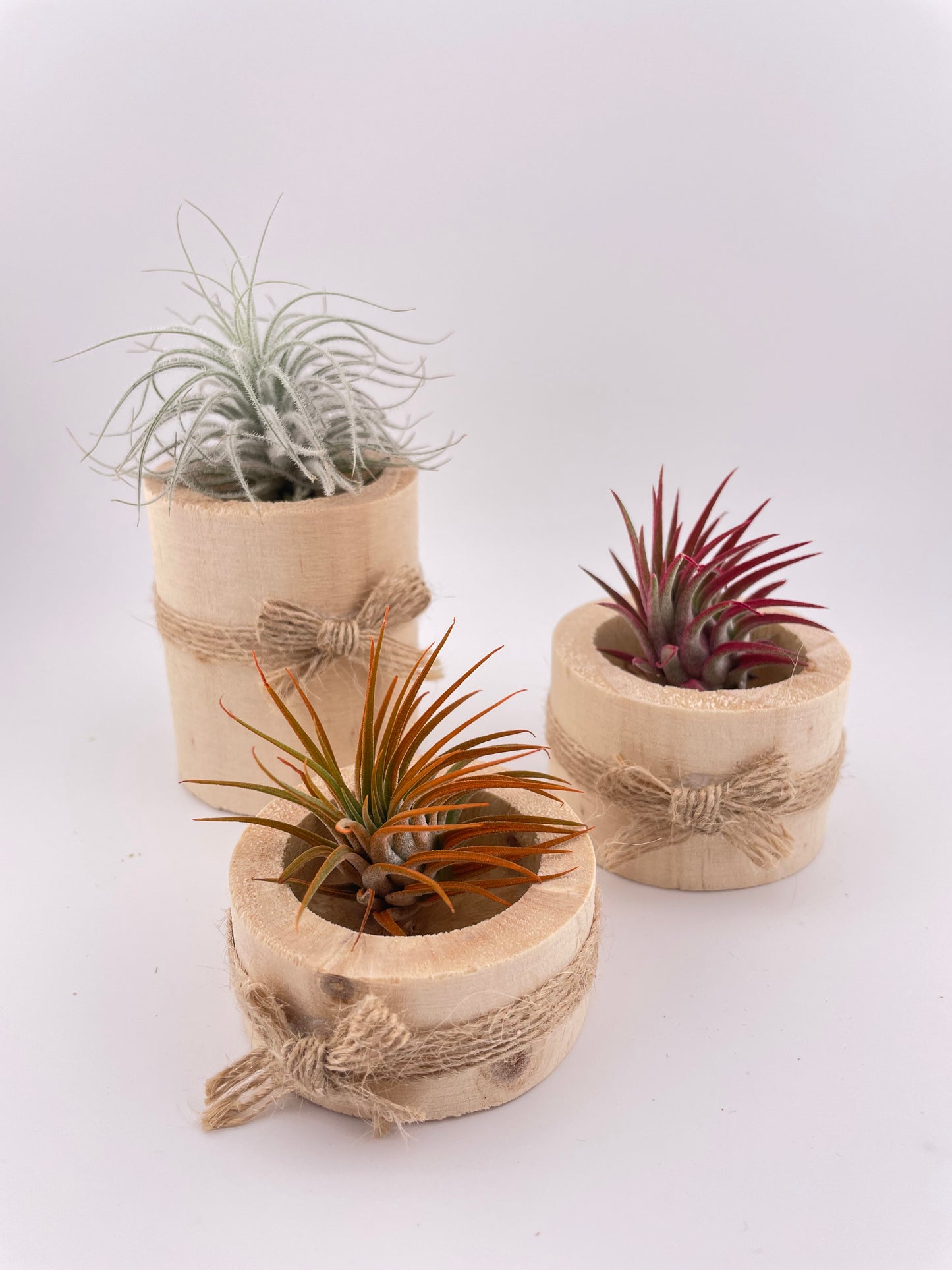 3 Tillandsia Air plants w/ wooden holders #W5
