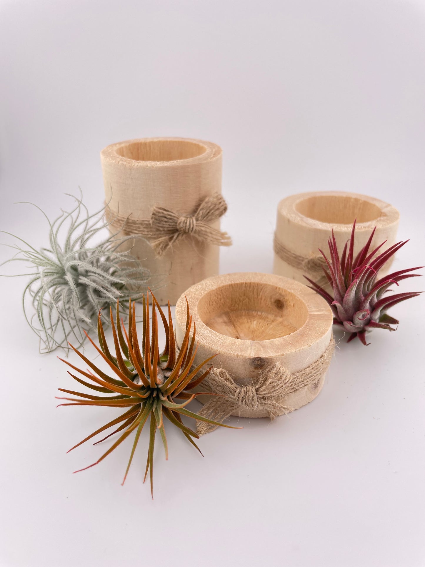 3 Tillandsia Air plants w/ wooden holders #W5