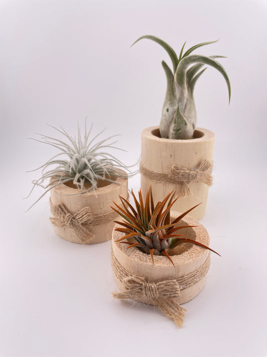 3 Tillandsia Air plants w/ wooden holders #W4