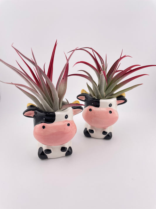 Cow pot w/ Tillandsia Red Abdita