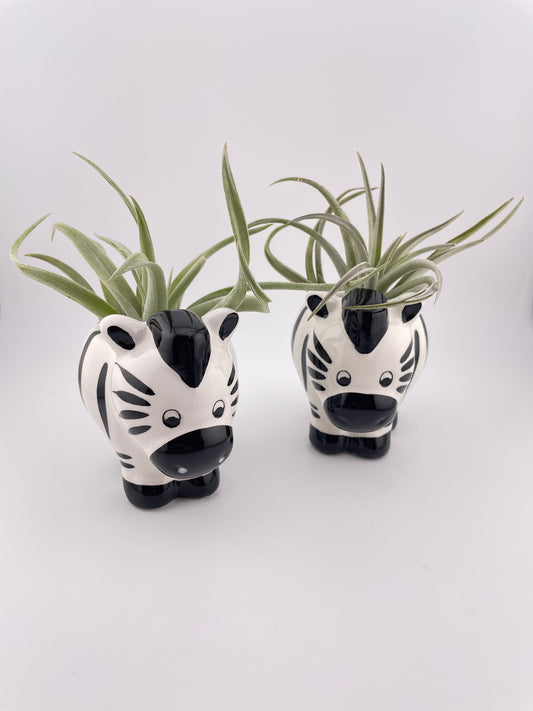 Zebra pot w/ Tillandsia Harrisii