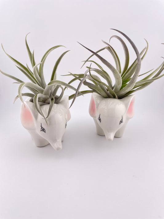 Elephant pot w/ Tillandsia Harrisii