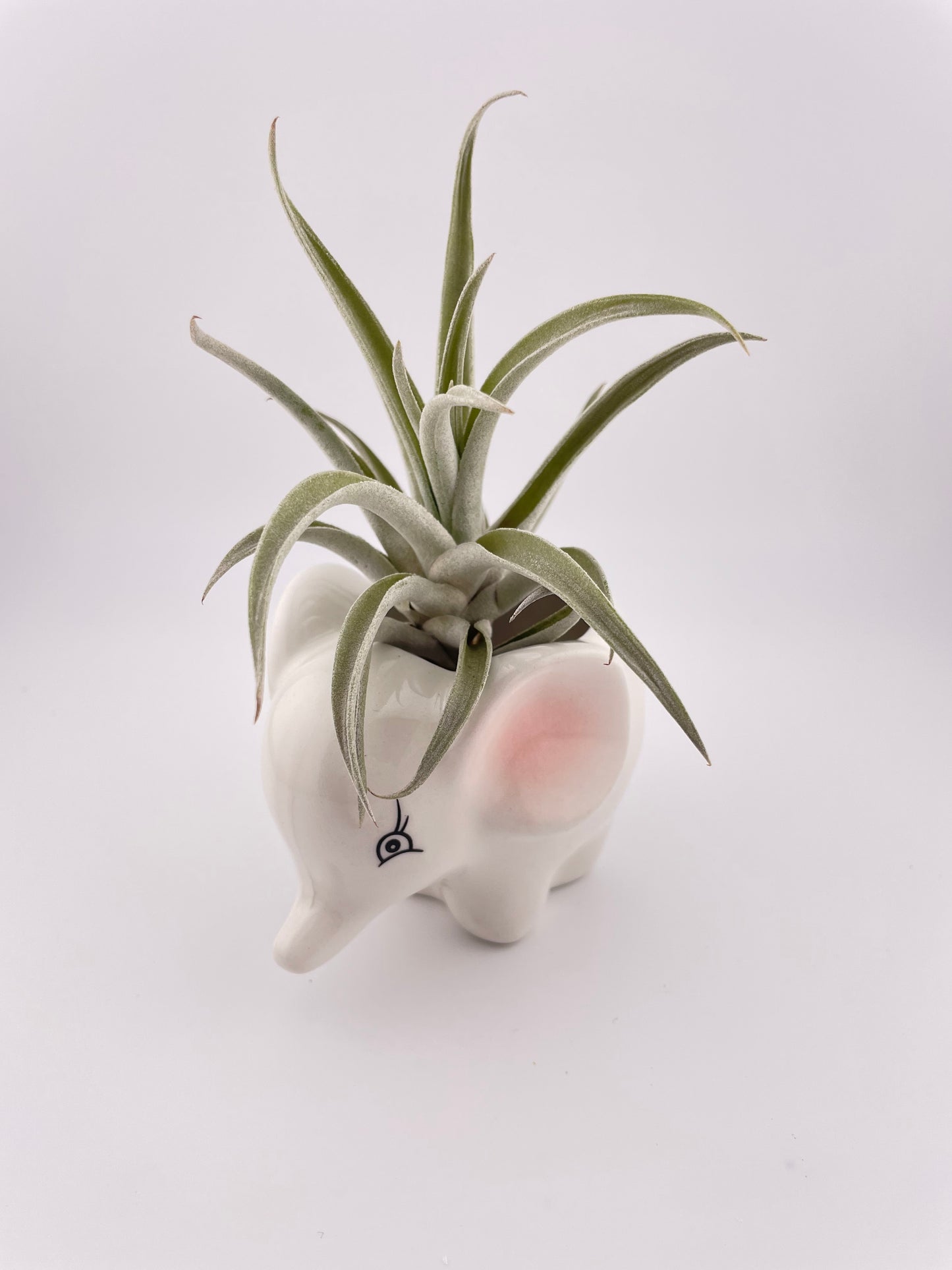 Elephant pot w/ Tillandsia Harrisii