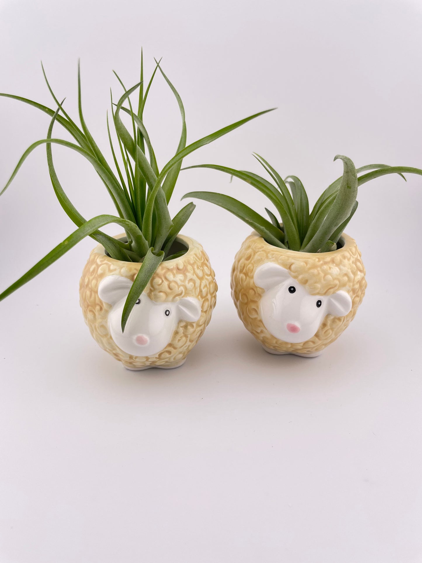 Sheep pot w/ Abdita Brachycalous