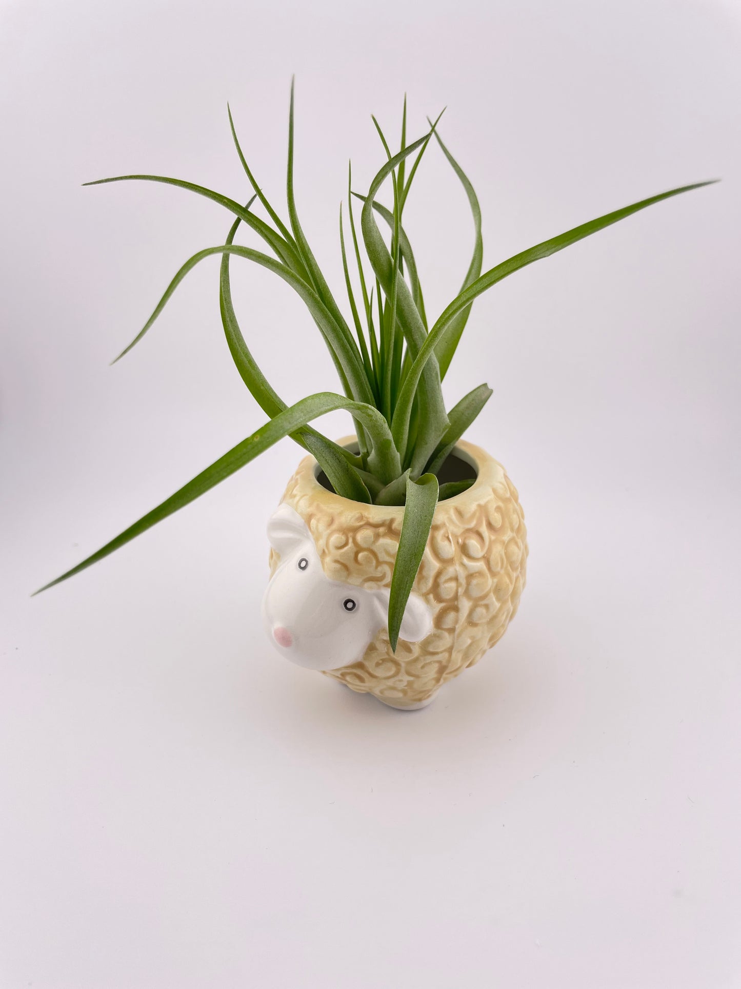 Sheep pot w/ Abdita Brachycalous