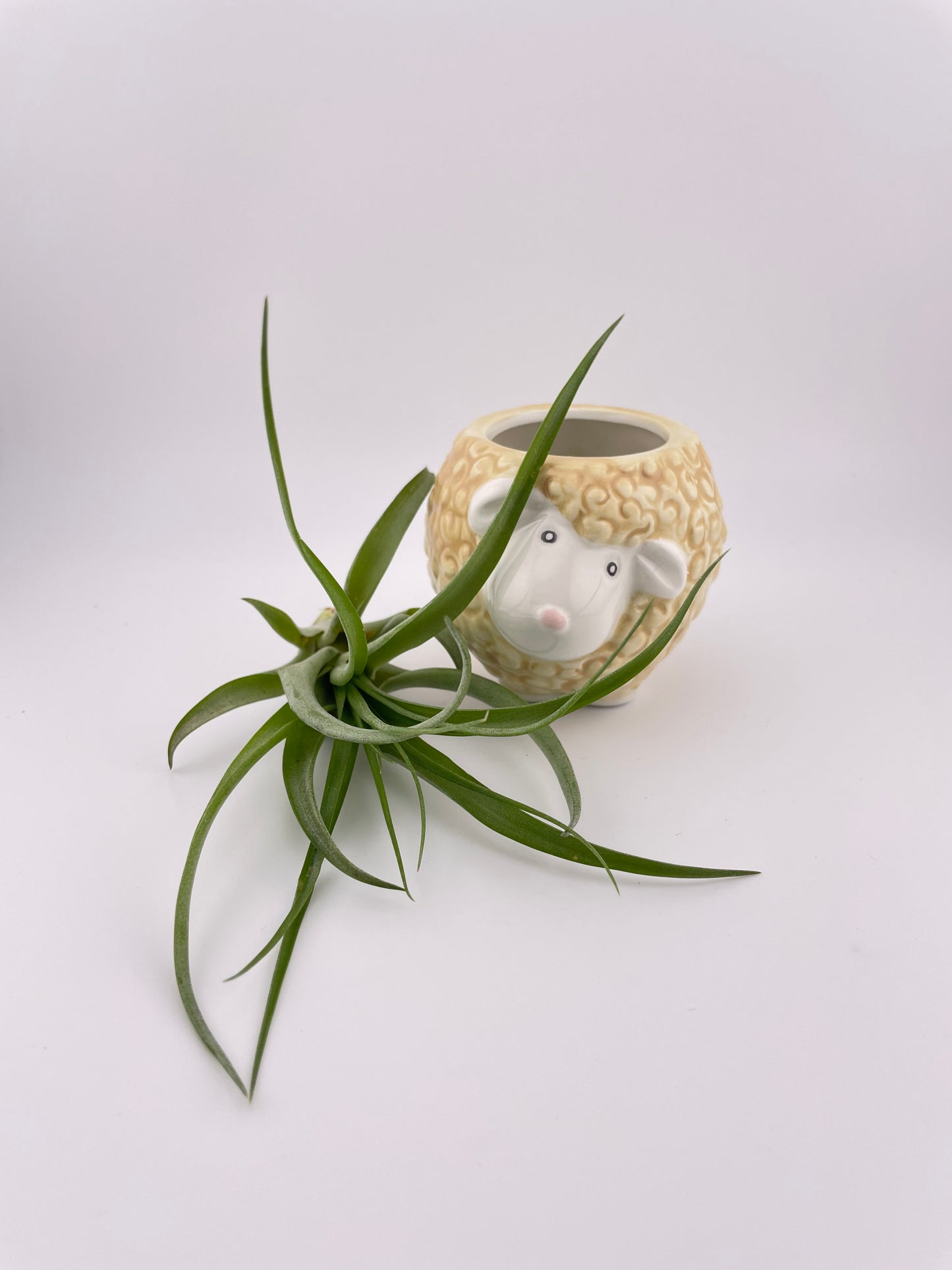 Sheep pot w/ Abdita Brachycalous