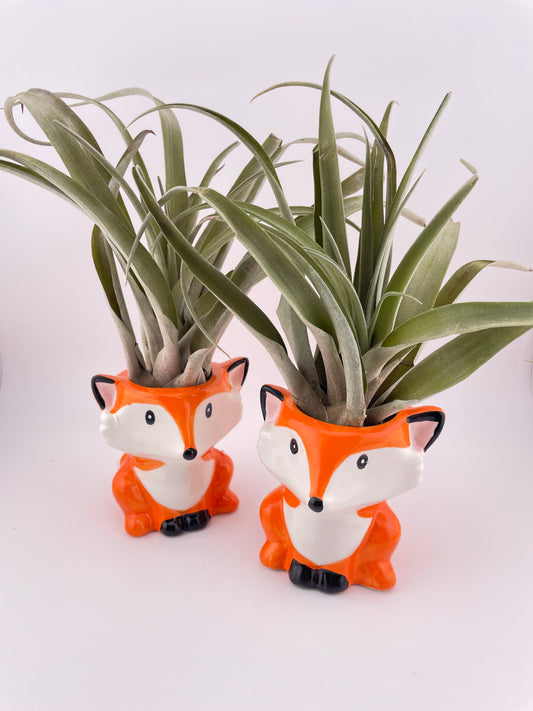 Fox pot w/ Tillandsia Peach Capitata