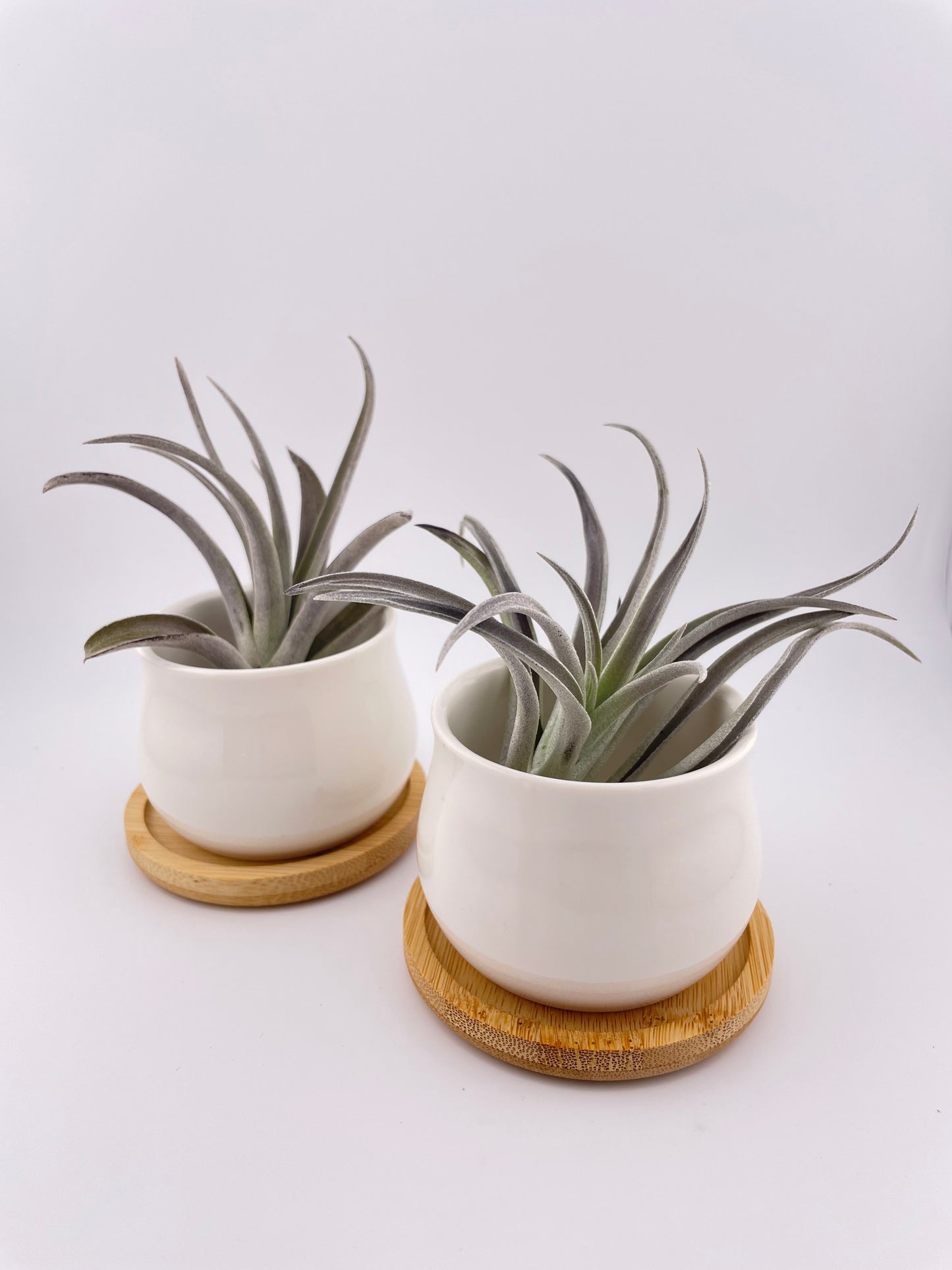 One Tillandsia Harrisii w pot