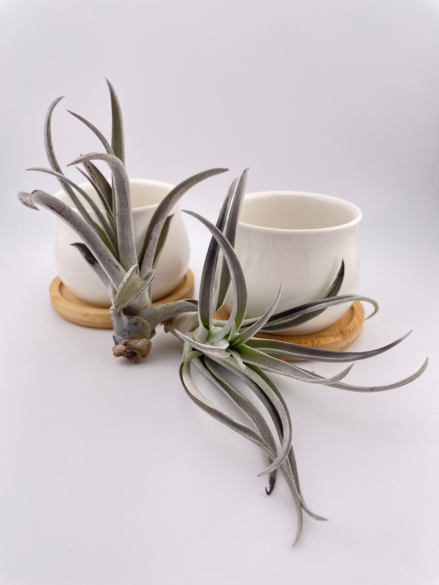 One Tillandsia Harrisii w pot