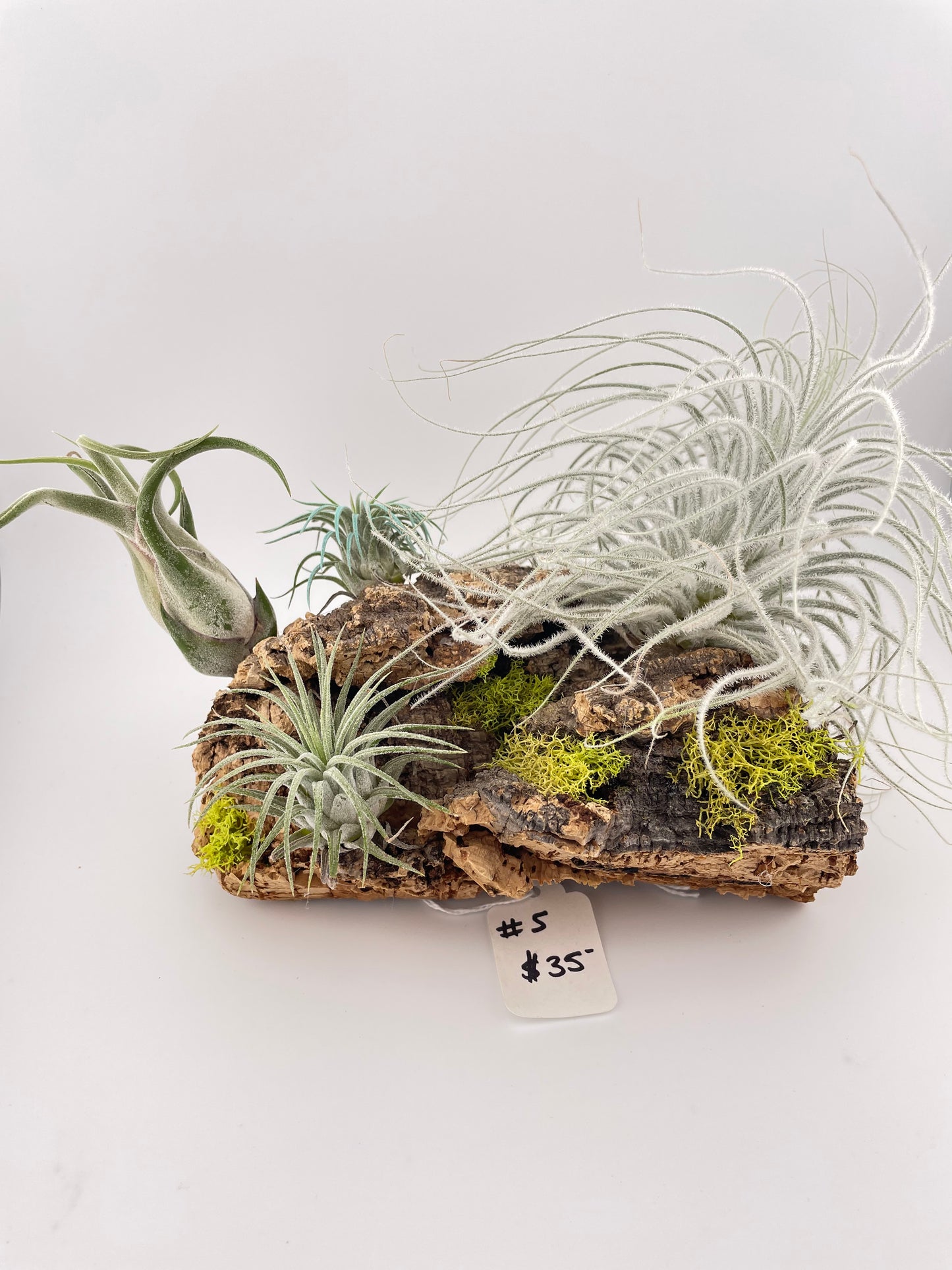 Tillandsia Air Plant Display #5