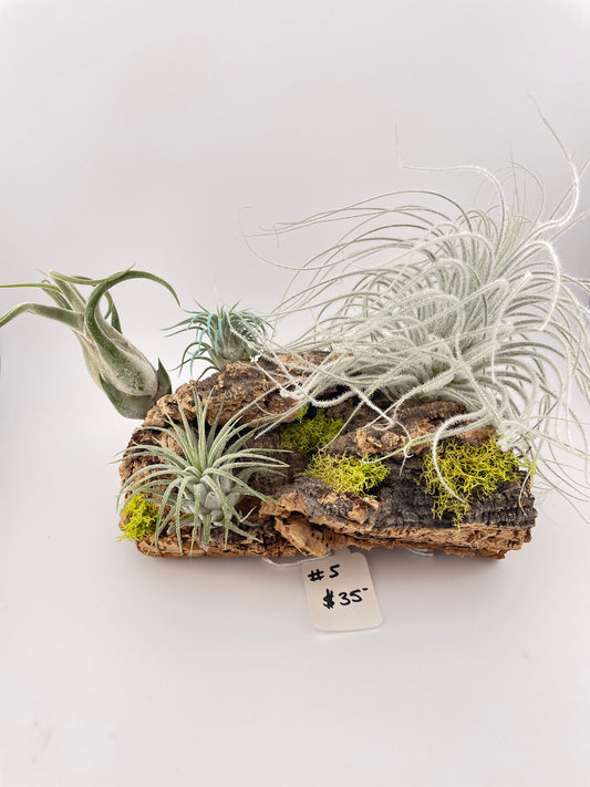 Tillandsia Air Plant Display #5