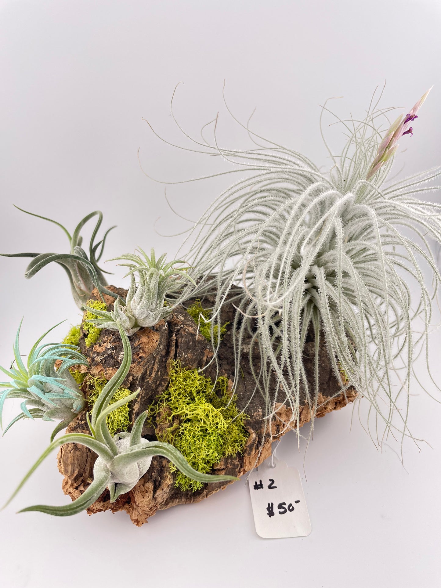 Tillandsia Air Plant Display #2