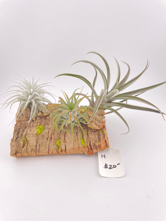 Tillandsia Air Plant Display #H