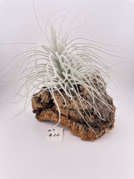 Tillandsia Air Plant Display #9