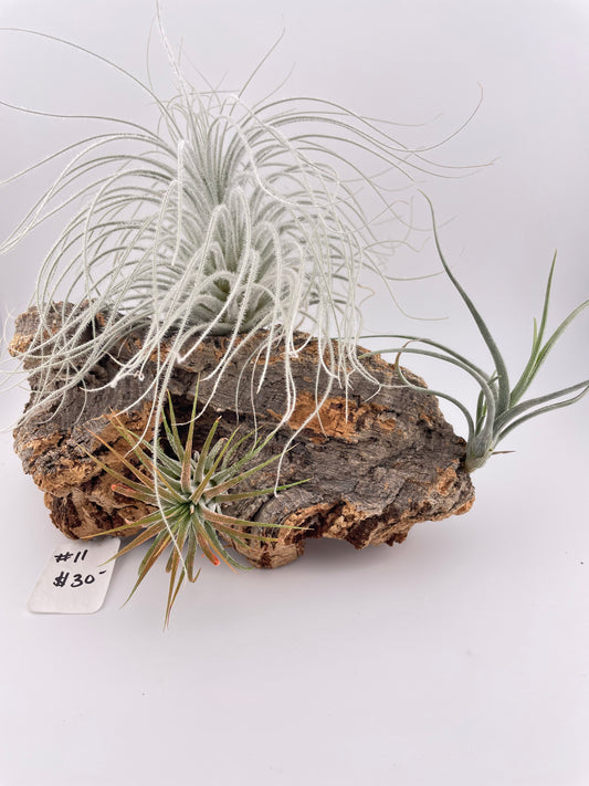 Tillandsia Air Plant Display #11