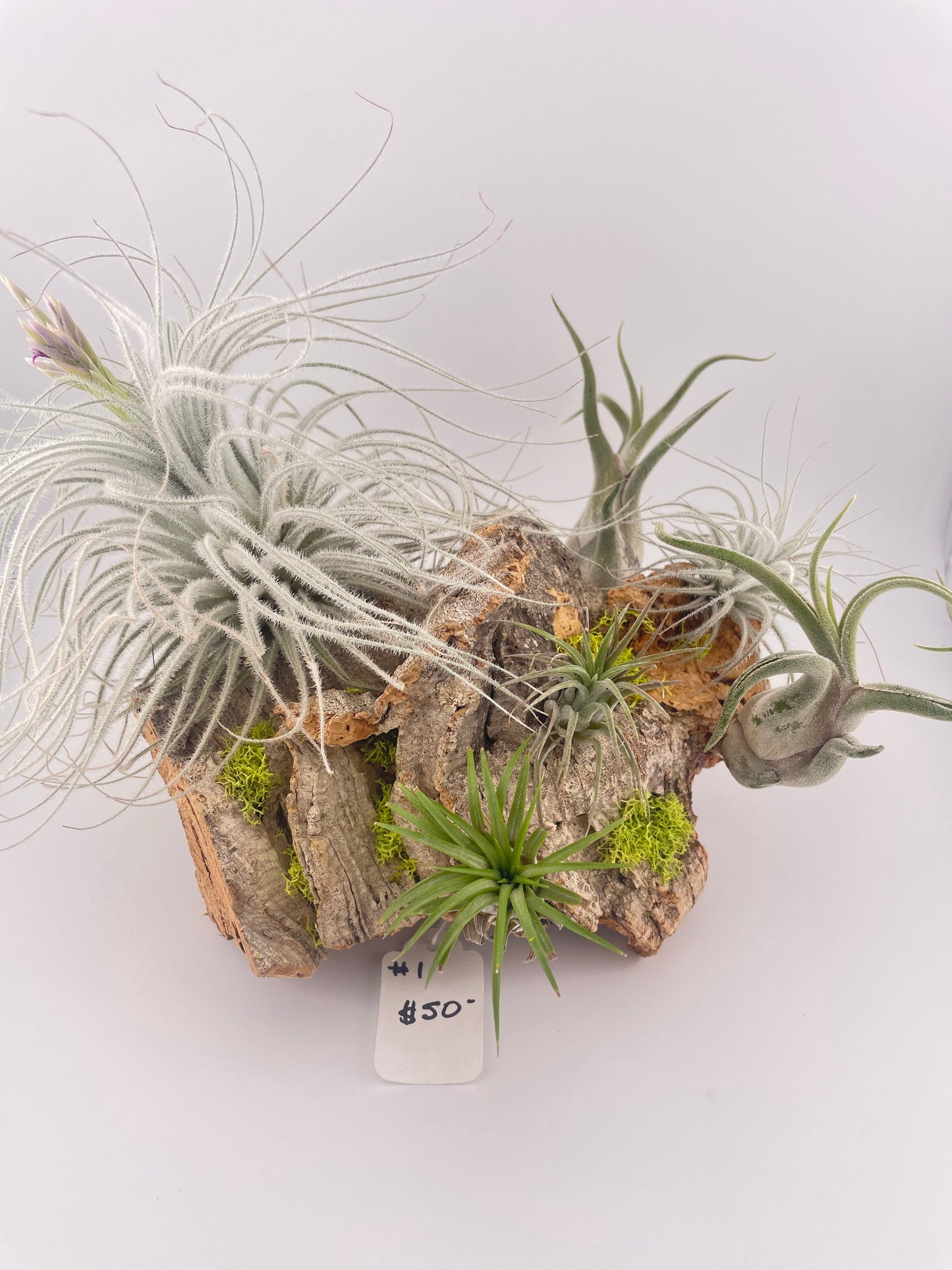 Tillandsia Air Plant Display #1