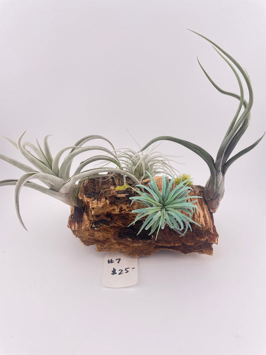 Tillandsia Air Plant Display #7