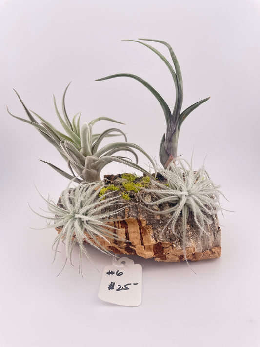 Tillandsia Air Plant Display #6