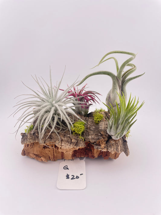 Tillandsia Air Plant Display #G
