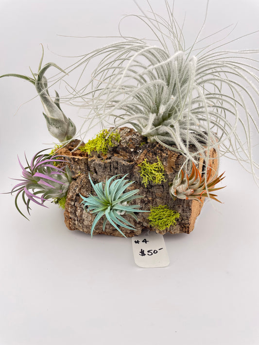 Tillandsia Air Plant Display#4